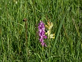 43_Orchis bouffon